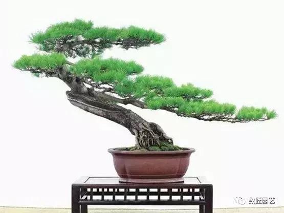 五针松盆景很美,名家教你五针松盆景制作