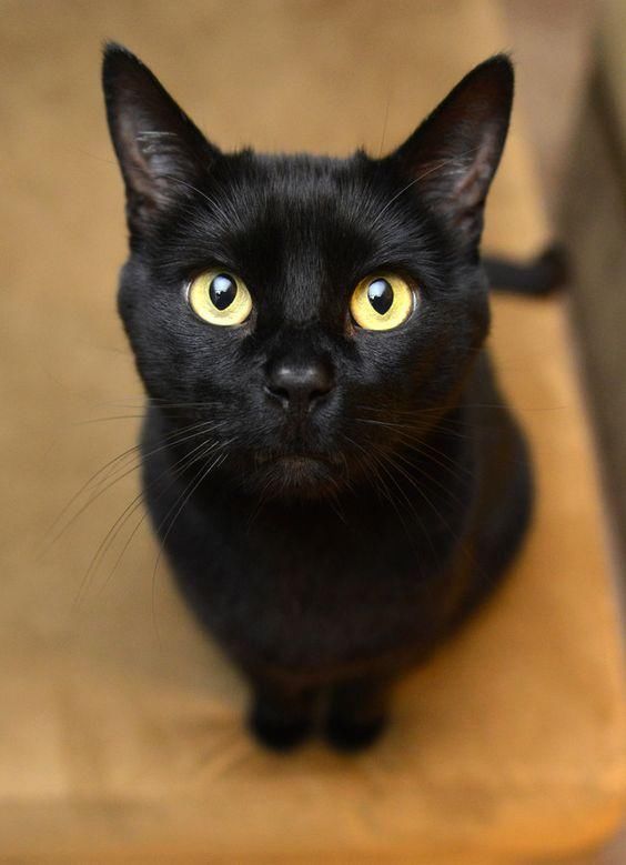 黑猫:我只是一只普通的猫咪呀