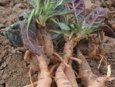 很多地方都叫这种植物"小鸡喝酒",它地下根却是药,生命力顽强