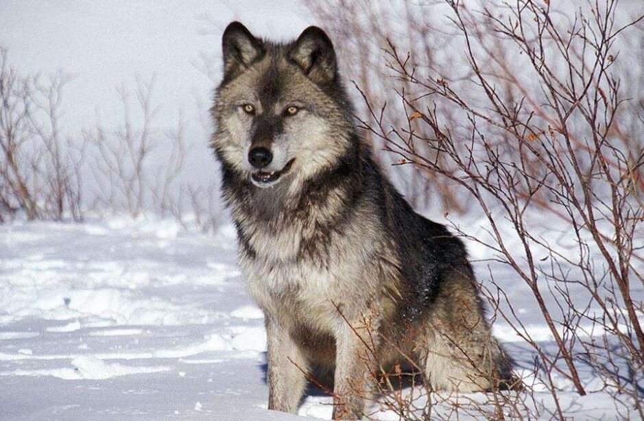 狼也有大有小,北美灰狼,藏獒也打不过