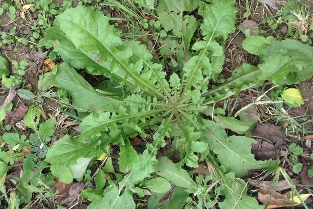 春天的野菜,苦菜蒲公英荠菜,很多人容易混淆,农村小伙