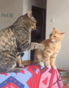 新来的小橘猫天天被大猫欺负,橘猫:有本事过几个月再试试