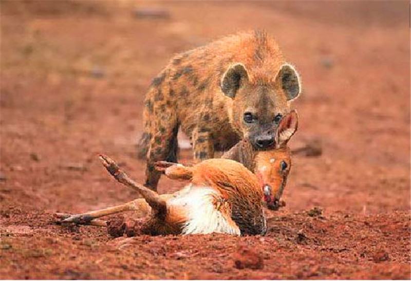 它和鬣狗虽为近亲,但却是鬣狗天敌,以欺负鬣狗为乐!