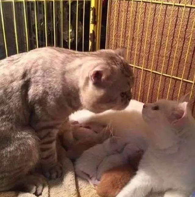 母猫刚生完猫咪宝宝,累瘫在地,这时公猫走近直接让人泪奔!
