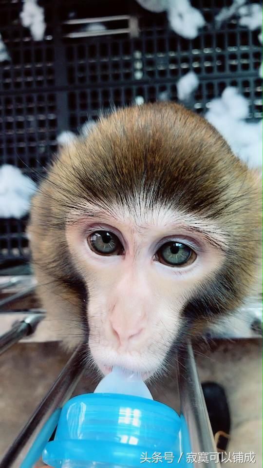 高颜值!猴子自带天然美瞳锥子脸,欧式双眼皮,网友;比我还帅