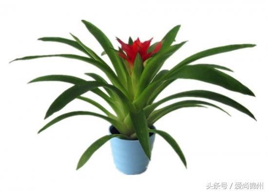 属牛幸运植物头像图片,属牛的用什么头像转运 生肖风水百科丑牛,为属牛的朋友收藏!