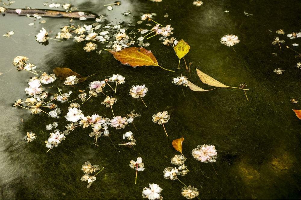 《满地的落花》