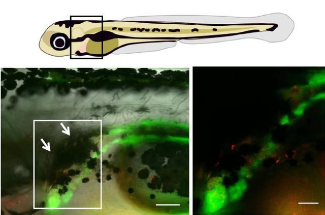 在斑马鱼的幼虫中,由色素细胞形成的遮阳伞保护脆弱的干细胞免受紫外