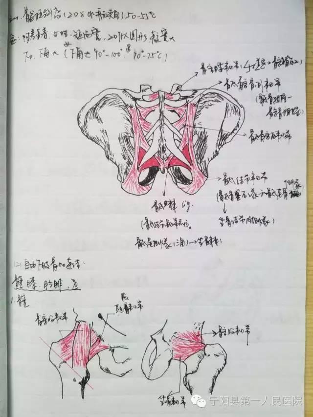 厉害了妹子!大二女生解剖学笔记惊艳走红