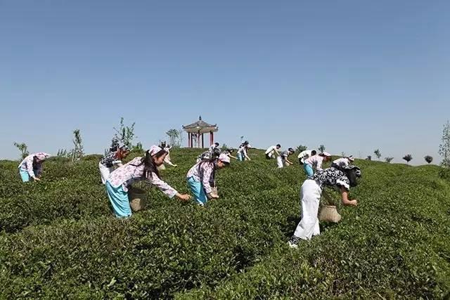 茶旅世界·最美茶园参评丨随州云峰山万亩茶园风景区