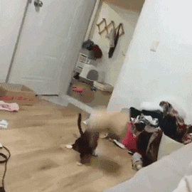 搞笑gif:新郎你们这不是真感情,新娘已经嫌弃你了