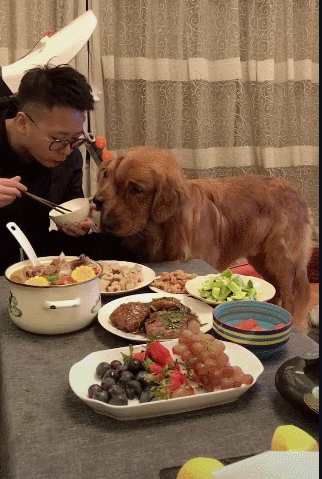 两只大金毛可以说是很懂事很乖巧了.但它们有个共同的问题:爱守吃.