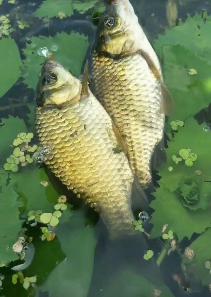 端午节小长假,家乡野河钓鱼,网友看这鱼获能打几分?