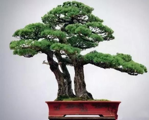 自然盆景十二式鉴赏,你的盆景是什么式?建议收藏