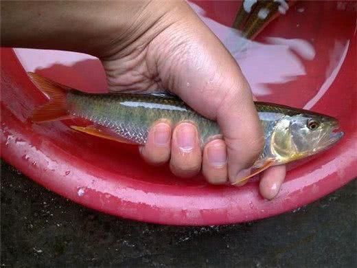 这种马口鱼,叫法很多种:白条,桃花鱼,红翅斑,花公