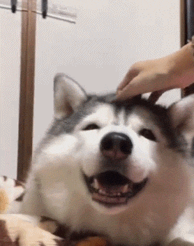 搞笑gif图|这二哈太逗比了,笑抽了,根本停不下来!