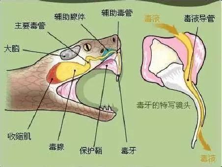 毒液,是毒蛇的毒腺分泌的,好比人的唾液.