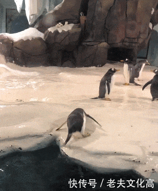 搞笑gif: 嫂子, 希望你以后好好对我哥