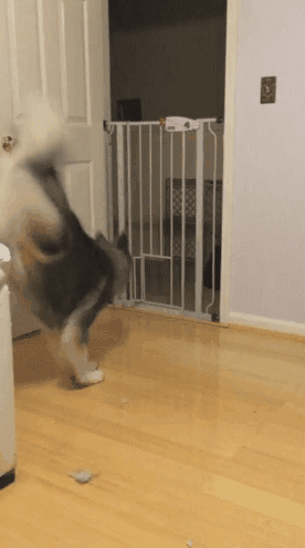 主人快点振作起来呀,可爱狗狗陪在你身边!