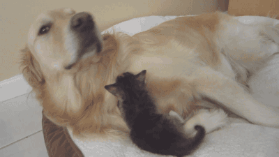 萌宠的超暖心瞬间:看完你才会明白,为何这么多人把宠物当成家人