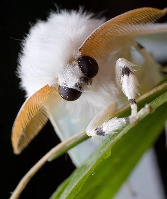 这种蛾子是于2009年在委内瑞拉被发现的新品种.