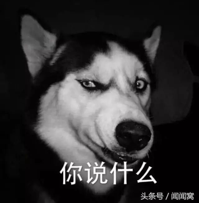 柴犬来了,二哈地位不保!