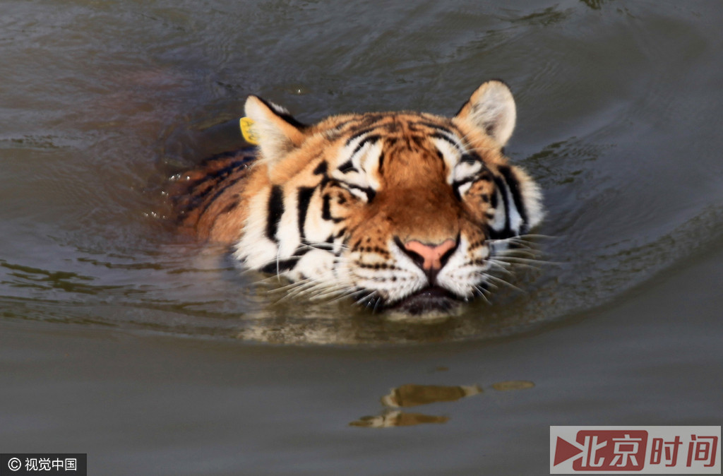 高温天动物开启