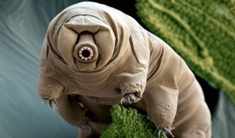 世界上最难杀死的生物,几乎不死不灭