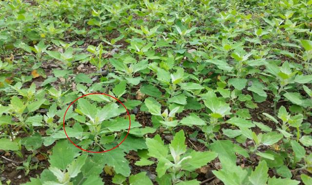 这种野草农村遍地都是,可以预防贫血又补钙,还可以消除口臭