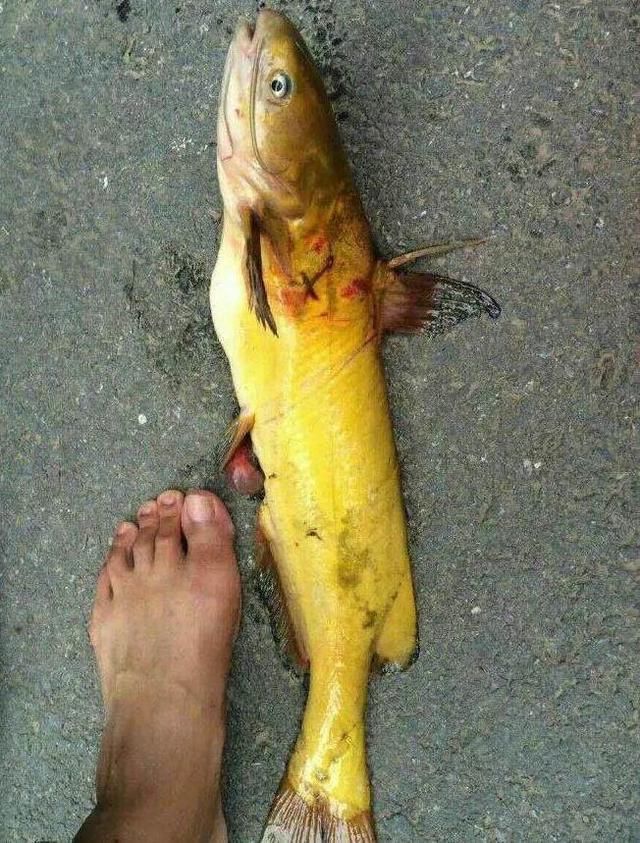 哇塞,真有这么大的黄刺鱼?