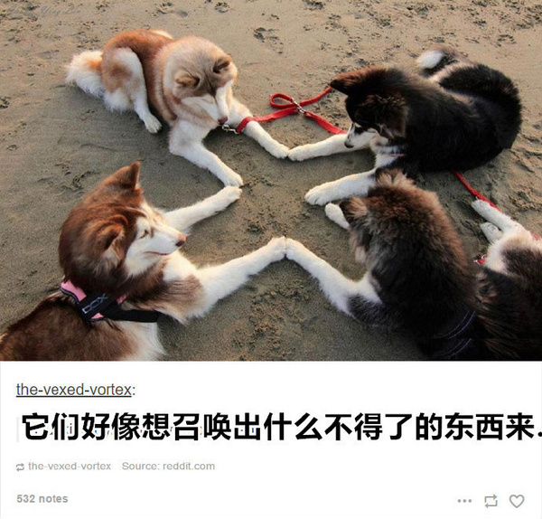 二哈真的是汪星界的耻辱:蠢到家了!