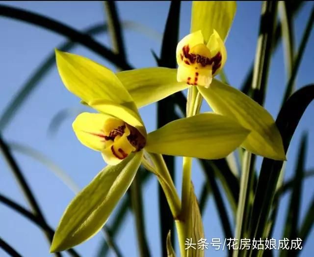 养花必读:八种高颜值的旺财花卉!