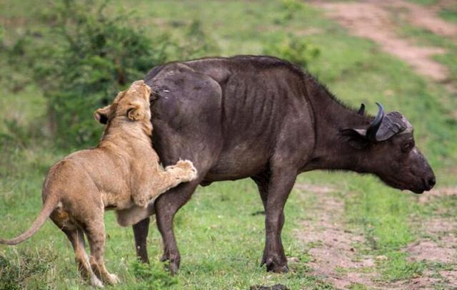 狮子咬住牛尾巴不放,疼疯的水牛绝望等死!突然另一只水牛出现了