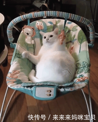 爆笑gif:看样子这猫咪还是只小公主呀 独家搞笑牛仔2018-04-03