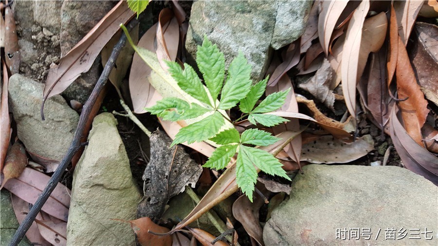 野三七野生田七图片,野生三七的功效与作用,野生三七多少钱一斤