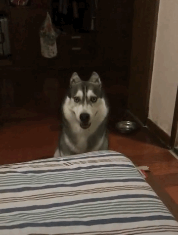 这表情这动作,除了二哈别的狗做不出来,二哈:你看我多