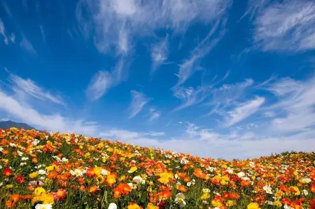 2017,我在大理云海芳草邂逅的那些花儿