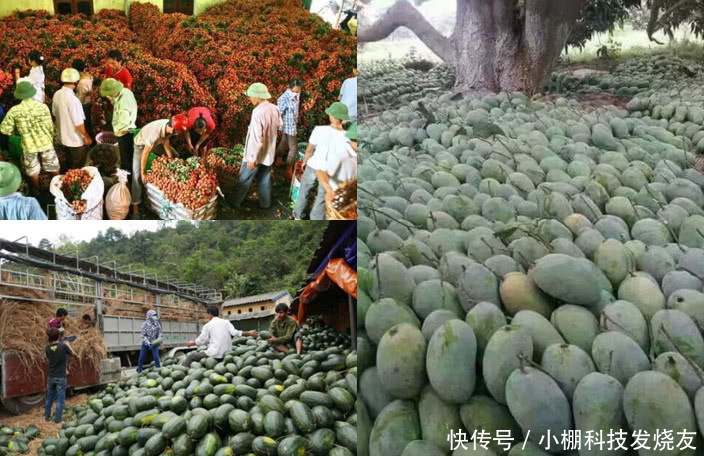 越南水果成灾,中国积极进口消耗,但网友评论打脸了