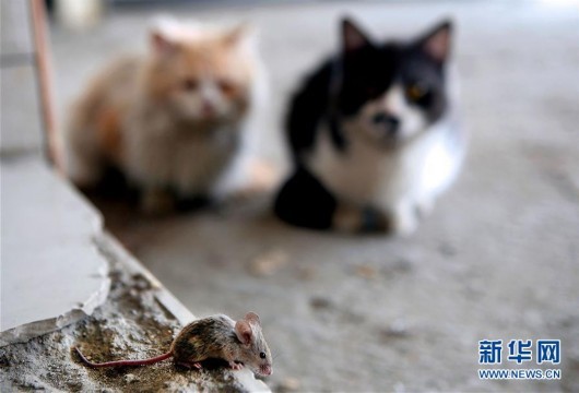 猫与鼠:我就这样静静地看着你