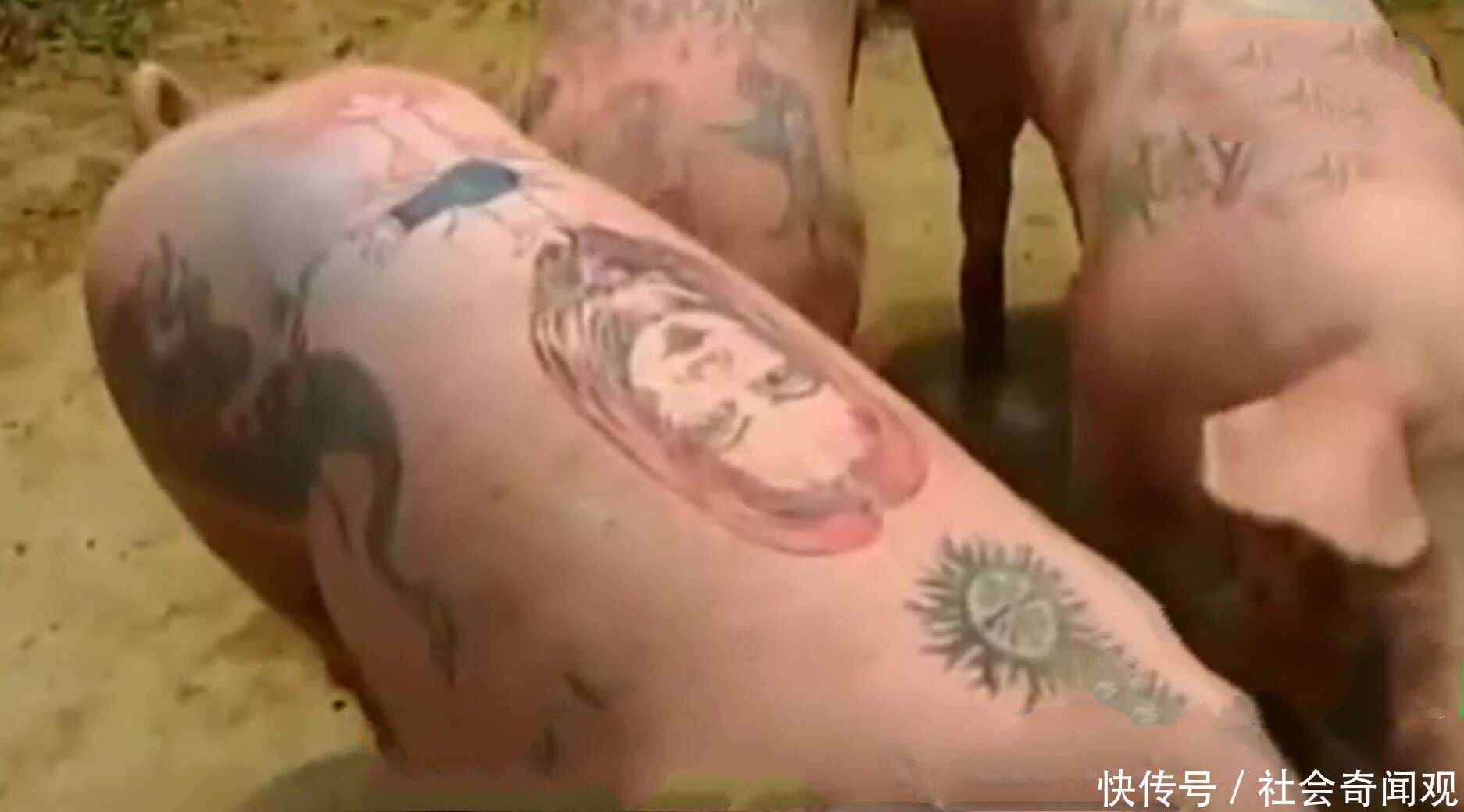 男子给猪纹身,村里人看到都觉得他疯了,结果卖完猪后男子成首富