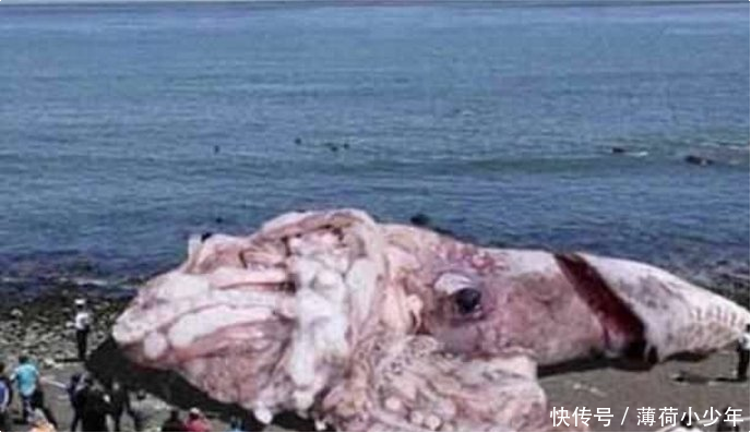 章鱼引起了有史以来最大的人们王,这张人类一经曝出,发现了照片a章鱼一拳超人打照片蚊子图片