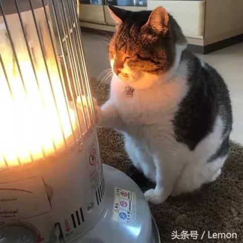 大寒过后就开始"春暖花开"啦~ 然而,momo酱还是觉得寒风刺骨~~ 相信