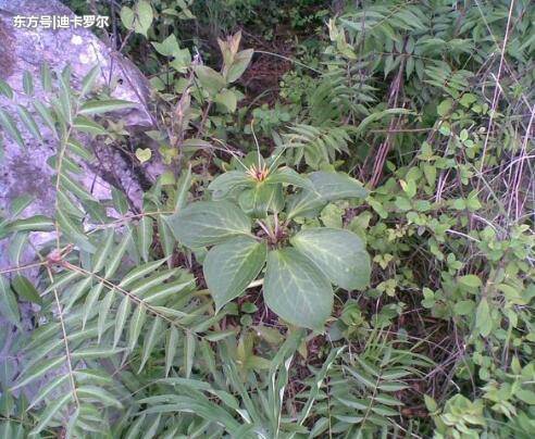 藏在农村大山的神秘草药,竟是毒蛇咬伤的救命草,肝癌"