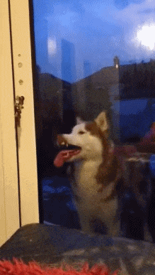 没见过恶犬么,我凶着呢