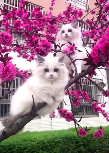 (by:抖音@linda) 两只赏花的小可爱布偶猫,白色的猫,红色的花,看起来