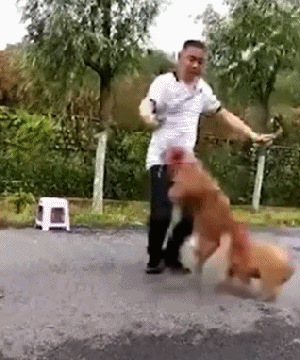 搞笑gif:为了过520,竟然想出这样的神招!服了!