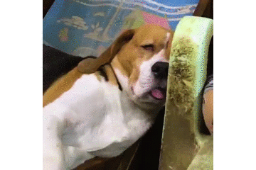 主人看到狗狗睡觉时逗趣的模样,忍不住手欠一下,结果场面失控