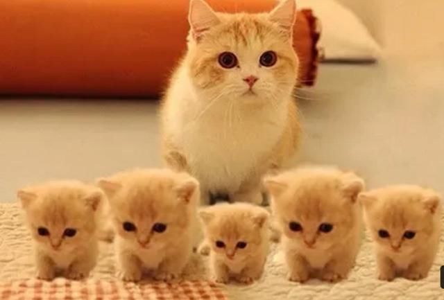 有甲乙丙丁戊5只猫