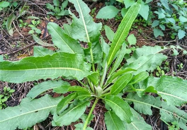 农村一种救命草药,贫苦人和猪才吃的野菜,现在一斤13元买不到