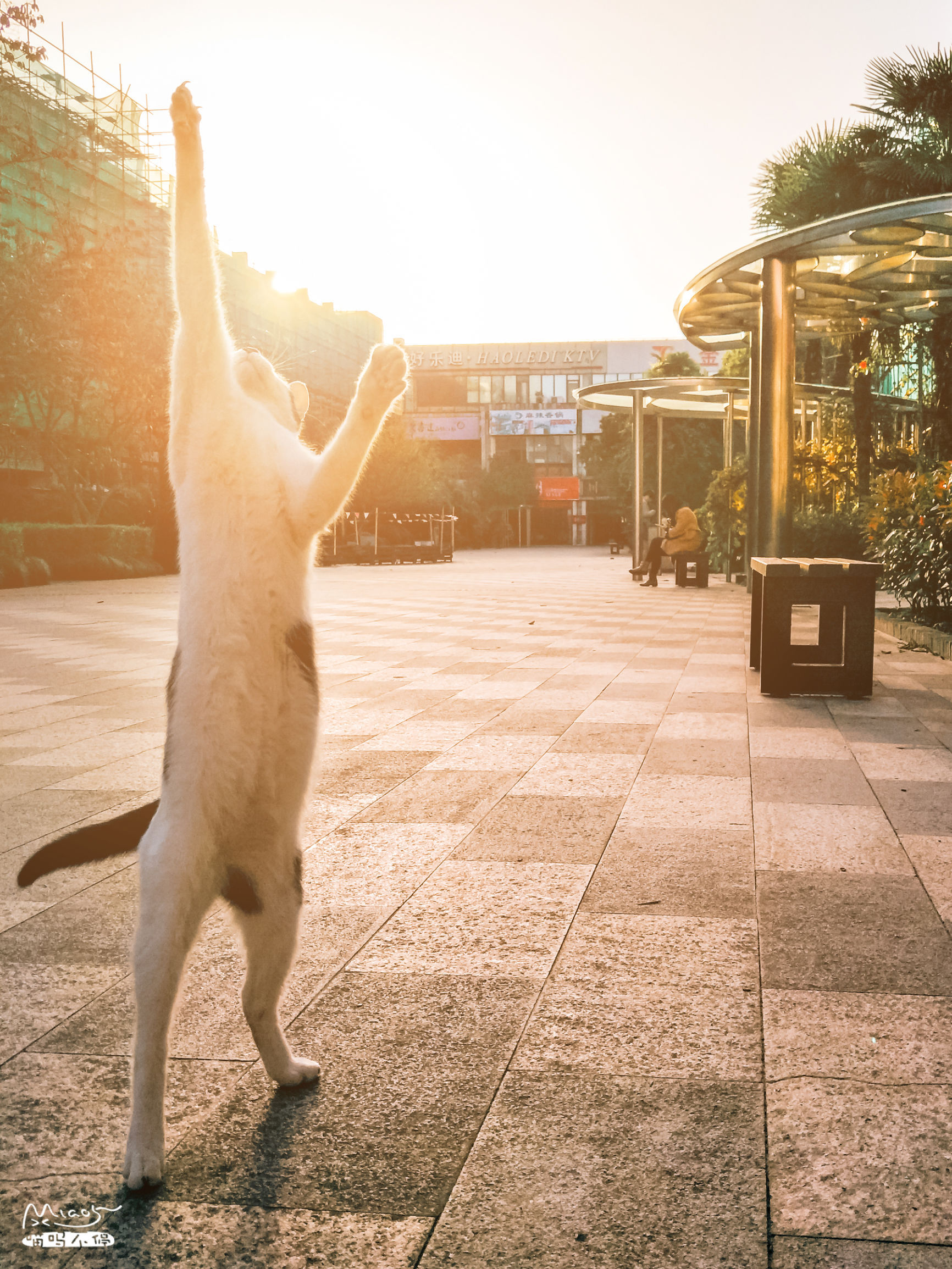 在用小树枝做的逗猫棒的挑逗下,这只大猫站直身体,伸手去够,好像一个